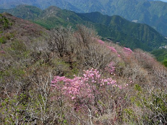 アケボノツツジ