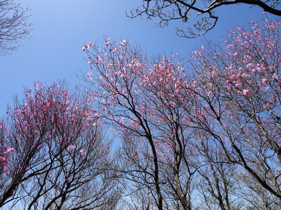 アケボノツツジ