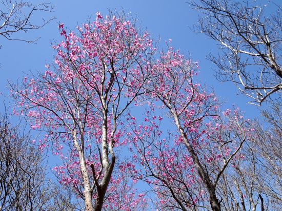 アケボノツツジ