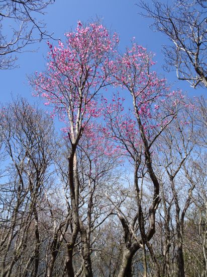 アケボノツツジ