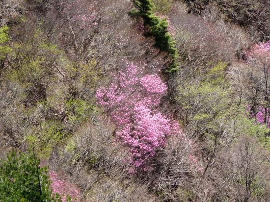 アケボノツツジ