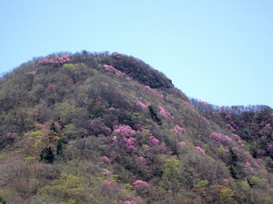 アケボノツツジ