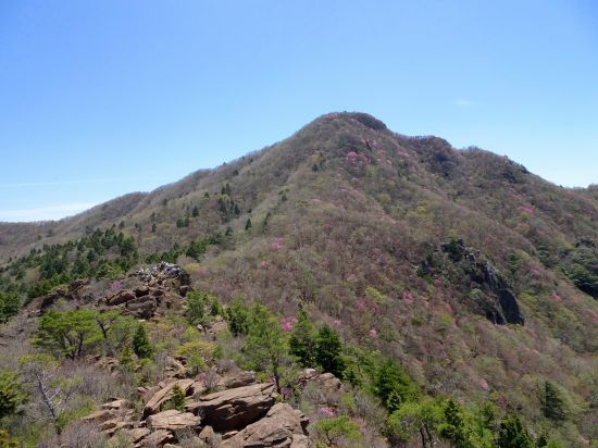 曙ツツジは今イチ！