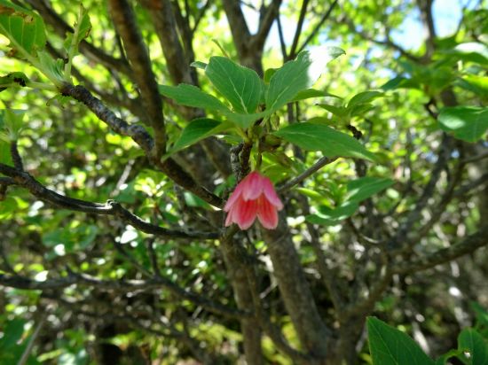 ツクシドウダン