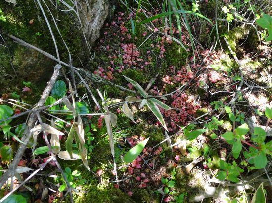 ツクシドウダン