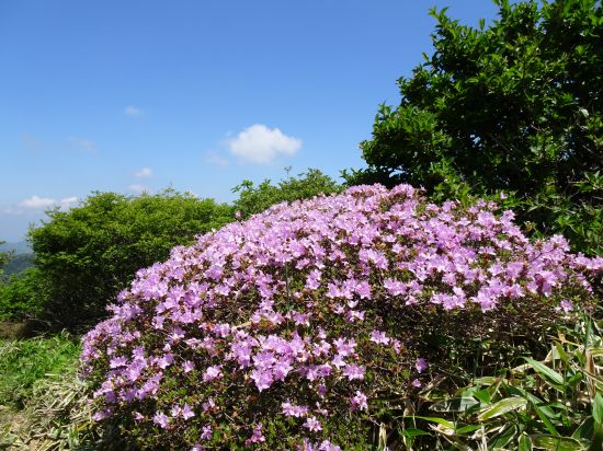 ミヤマキリシマ