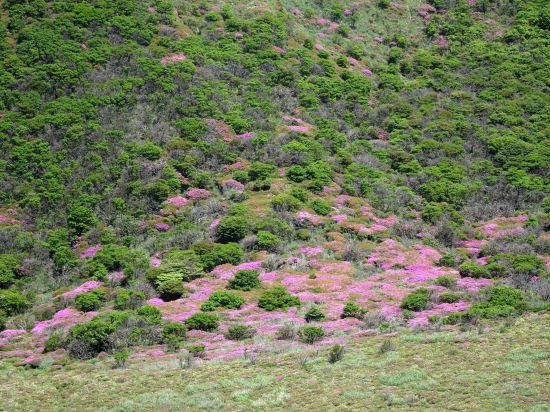 ミヤマキリシマ