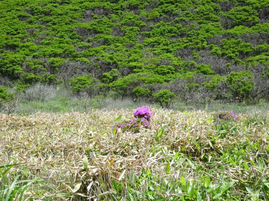 ミヤマキリシマ