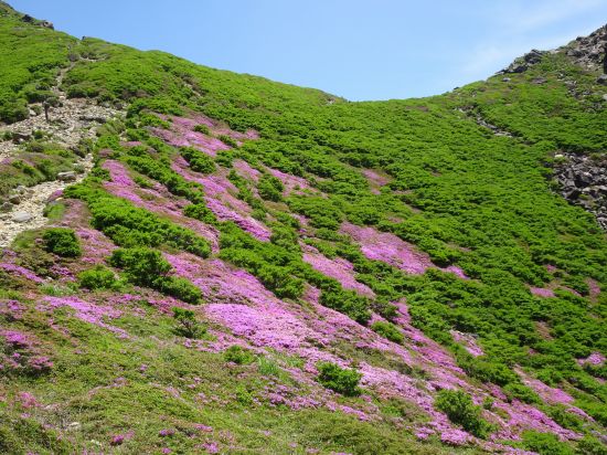 ミヤマキリシマ