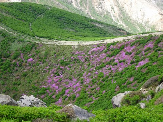 ミヤマキリシマ