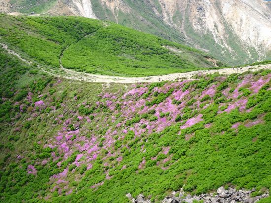 ミヤマキリシマ