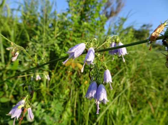 ツリガネニンジン
