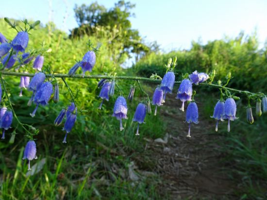 ツリガネニンジン