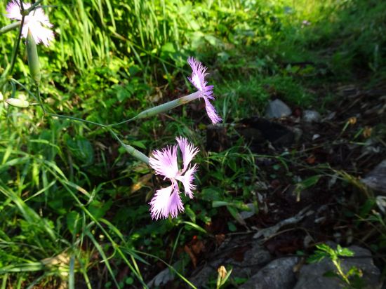 カワラナデシコ