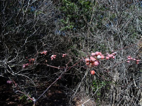 サルトリイバラ