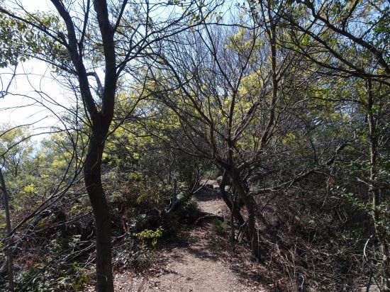 アカシアのアーチ