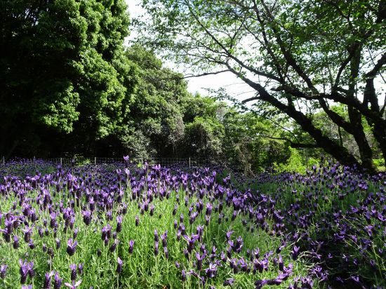 フレンチラベンダー