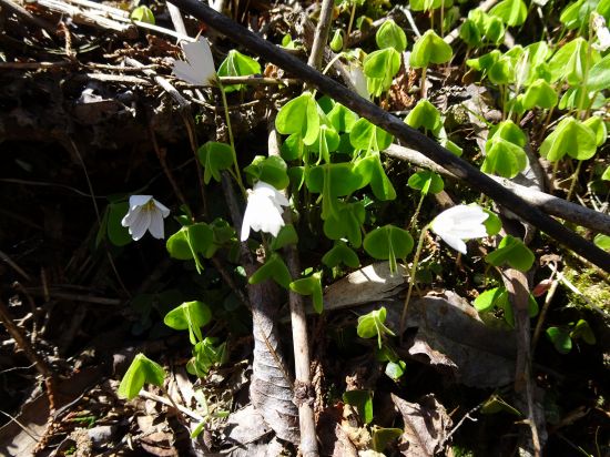 ミヤマカタバミ