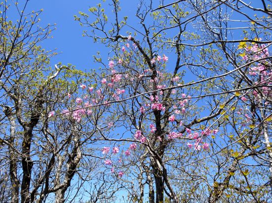 アケボノツツジ