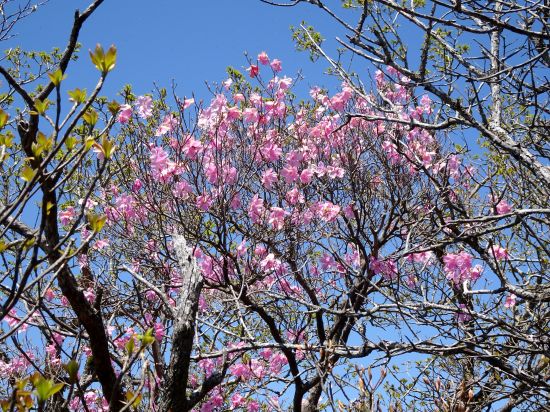 アケボノツツジ