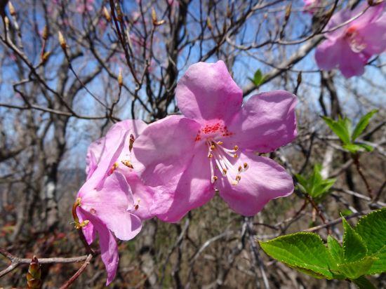 アケボノツツジ