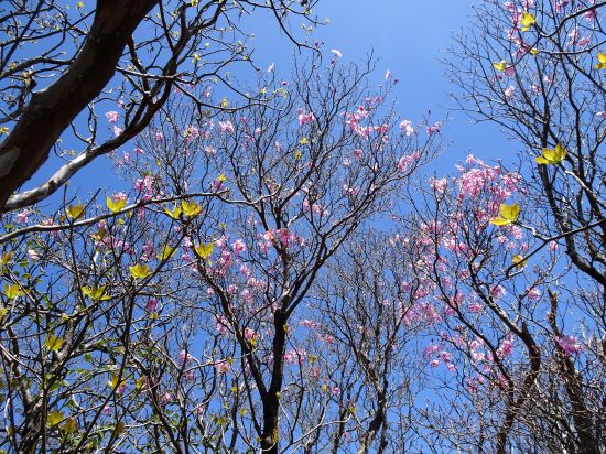 アケボノツツジ