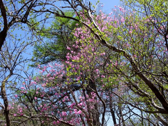 アケボノツツジ