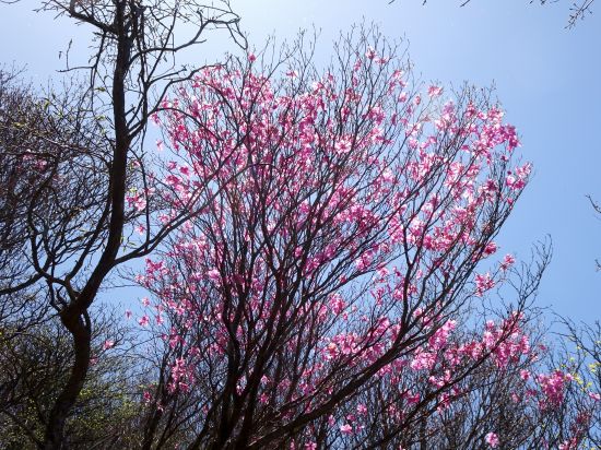 アケノボツツジ