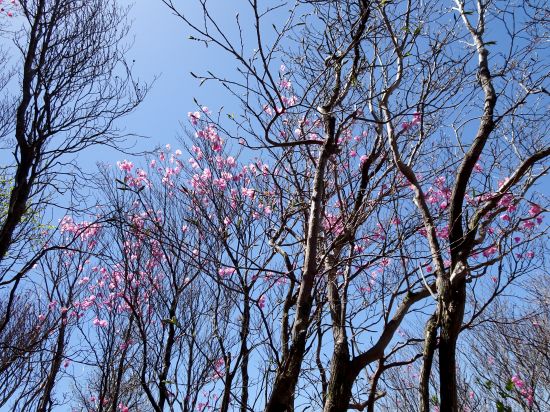 アケノボツツジ