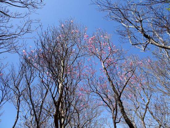 アケノボツツジ