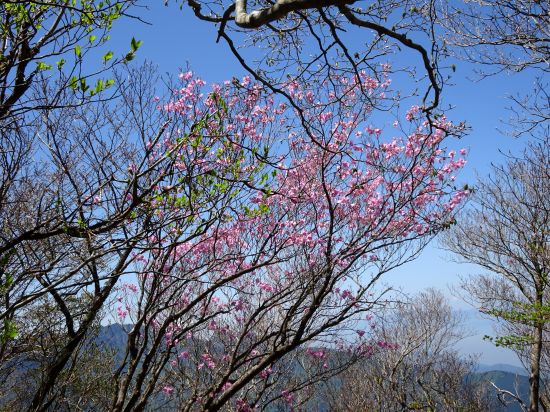 アケノボツツジ