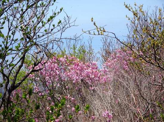 アケノボツツジ