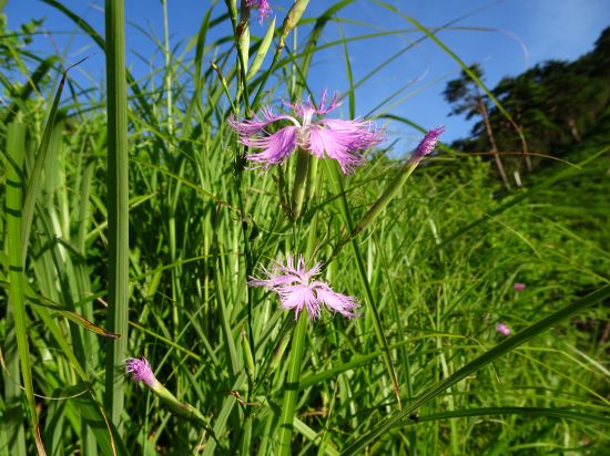 カワラナデシコ