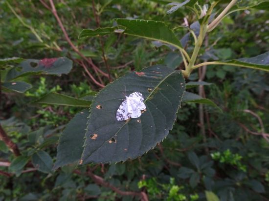 ホシベッコウカギバ