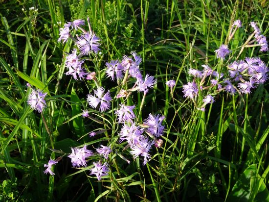 カワラナデシコ