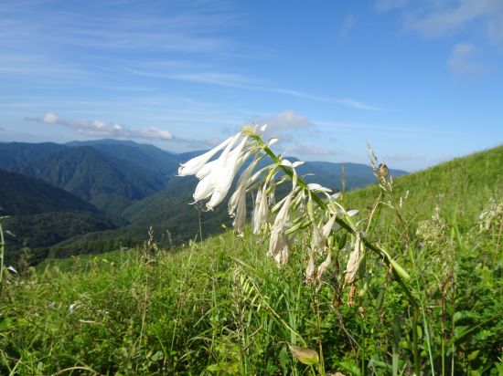 オオギバボウシ