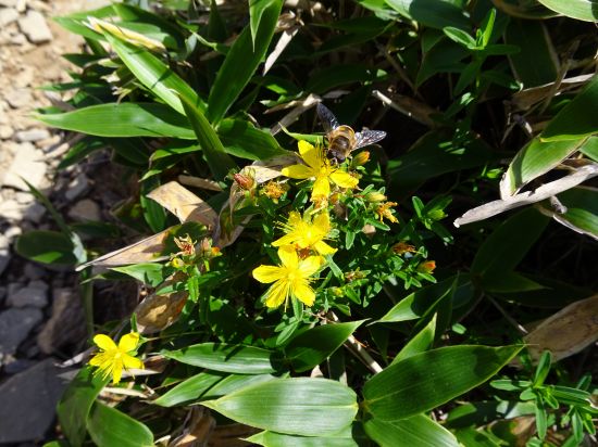 タカネオトギリ