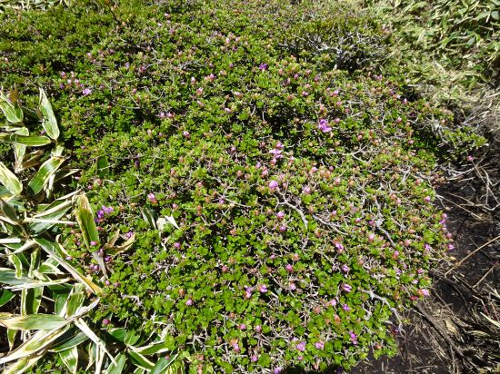 ミヤマキリシマ