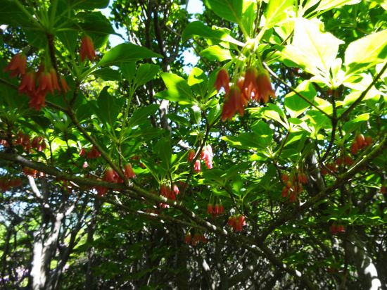 ツクシドウダン