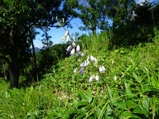 ツリガネニンジン
