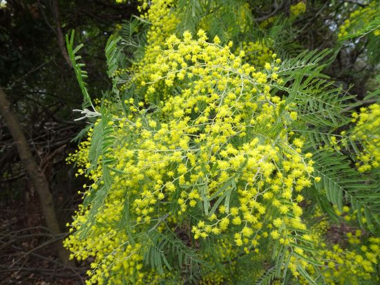 今年のミモザは◎！