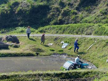 田植え