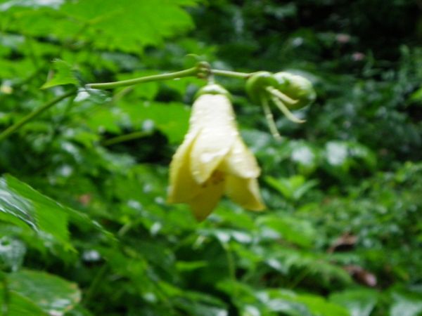 キレンゲショウマ