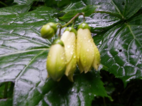 キレンゲショウマ