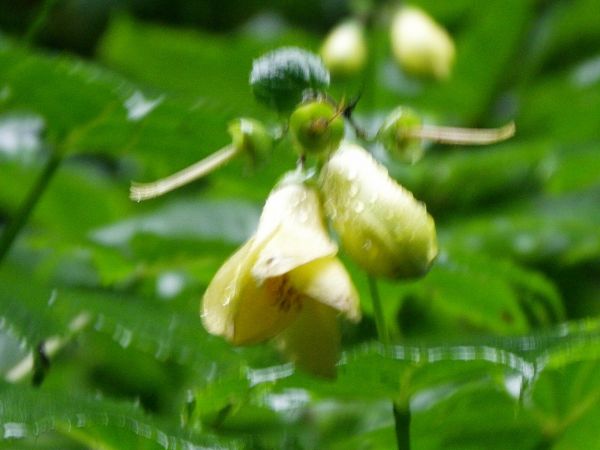 キレンゲショウマ