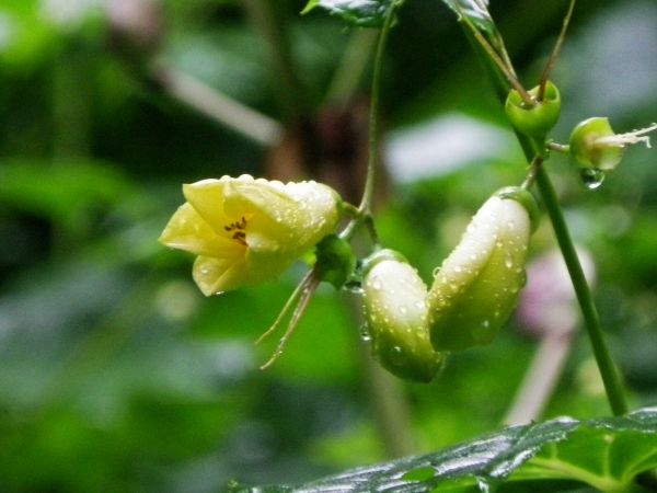 キレンゲショウマ