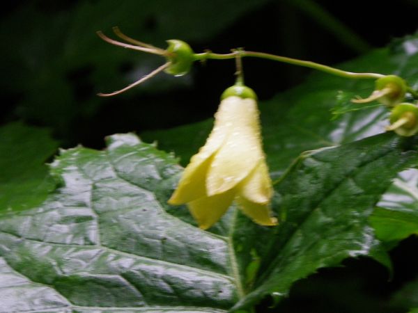 キレンゲショウマ