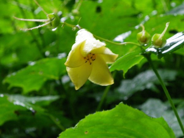 キレンゲショウマ