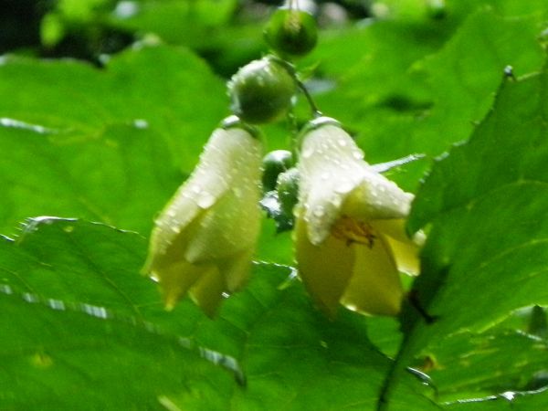 キレンゲショウマ