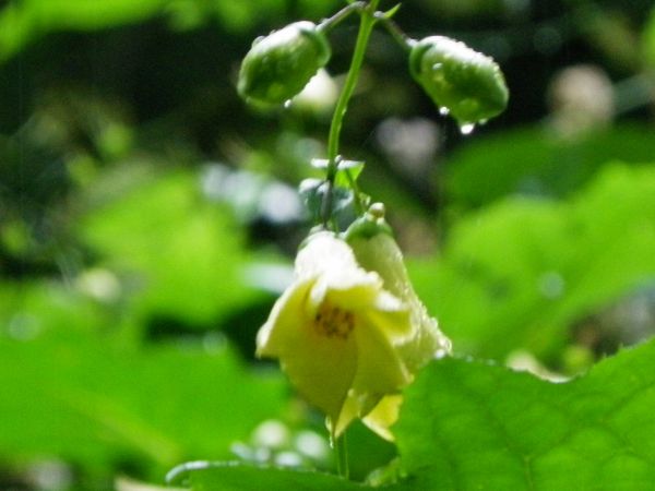 キレンゲショウマ